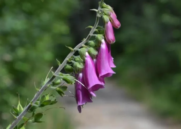 Baerenstein By Interhome 別荘 *